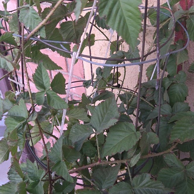 Photo of the plant species Zarzamora by @NiftyUrnplant26 named Kobe on Greg, the plant care app