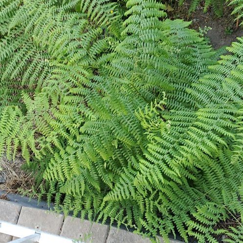 Photo of the plant species Eastern Hayscented Fern by @ManyRedsky13 named Mando on Greg, the plant care app