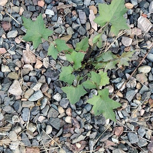 Photo of the plant species Wall Lettuce by @ManyRedsky13 named Sherlock on Greg, the plant care app