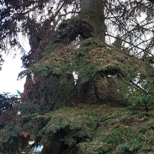 Photo of the plant species Caucasian Fir by @ManyRedsky13 named Rihanna on Greg, the plant care app