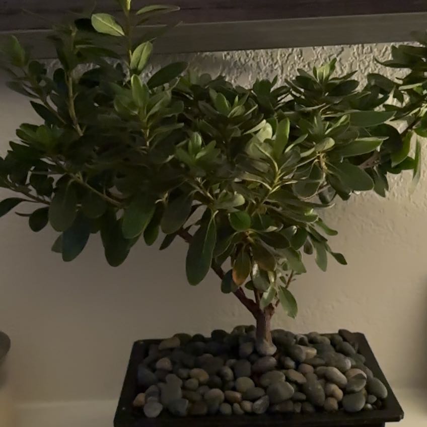 Photo of the plant species Azalea Bonsai by @VividDamiana43 named DrBryn’s Azalea Bonsai on Greg, the plant care app
