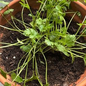 Photo of the plant species cilantro by @VividDamiana43 named Bryn’s 1st Cilantro on Greg, the plant care app