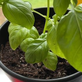 Photo of the plant species Large Leaf Italian Basil by @VividDamiana43 named Italian Basil on Greg, the plant care app