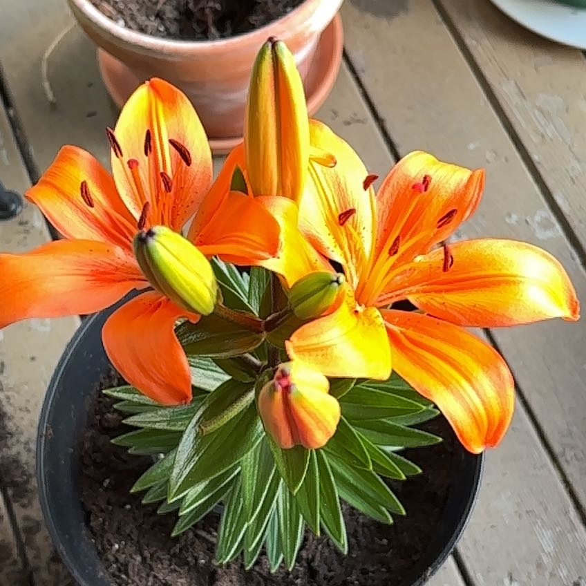 Photo of the plant species Orange Lily by @VividDamiana43 named Asiatic Lily on Greg, the plant care app