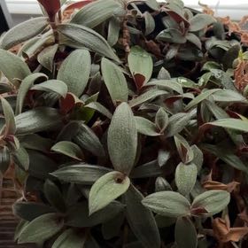 Photo of the plant species Teddy Bear Vine by @VividDamiana43 named Denali on Greg, the plant care app
