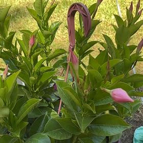 Photo of the plant species Mandevilla by @VividDamiana43 named Bryn’s Birthday Mandevilla on Greg, the plant care app