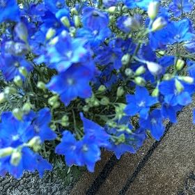 Photo of the plant species Siberian Larkspur by @VividDamiana43 named DrBryn’s Delphinium Diamond Blue on Greg, the plant care app