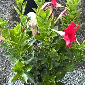 Photo of the plant species Mandevilla by @VividDamiana43 named DrBryn’s July Red Mandevilla on Greg, the plant care app