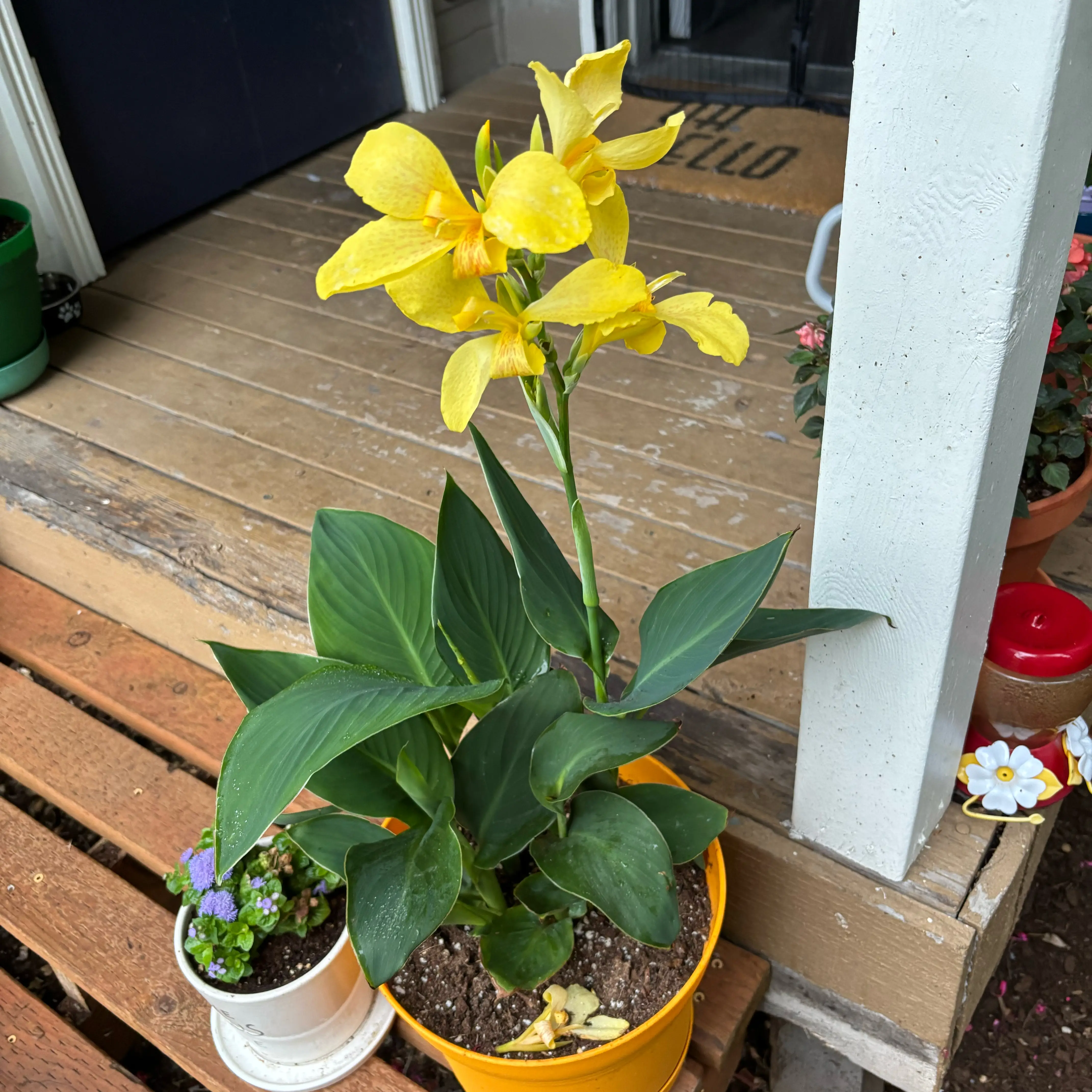 Photo of the plant species Cannova Yellow Canna by @VividDamiana43 named DrBryn’s Yellow Canna on Greg, the plant care app