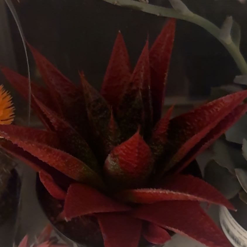 Photo of the plant species Kosmik Kaktus by @VipTawa79 named Ulysses S Plant on Greg, the plant care app