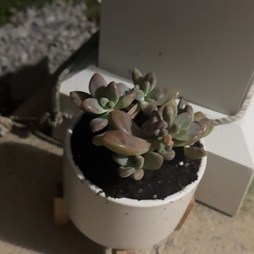 Photo of the plant species Graptoveria Blue Pearl by @HeiressPuriri94 named Madonna on Greg, the plant care app