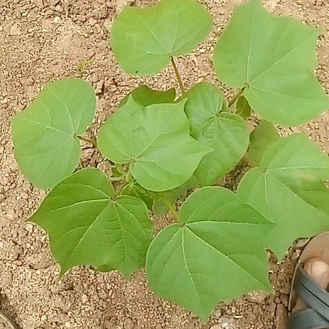 Photo of the plant species Upland Cotton by @FitKowhai61 named Hemingway on Greg, the plant care app