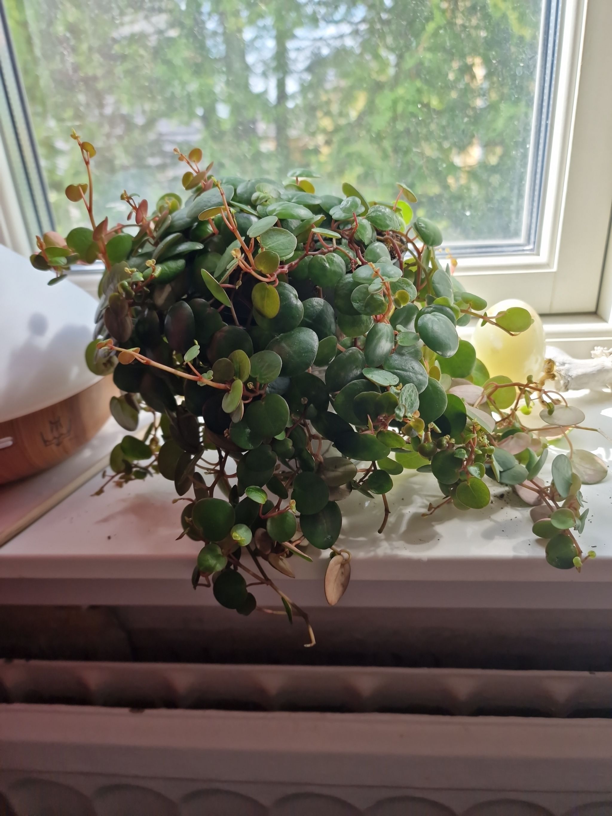 Photo from the post