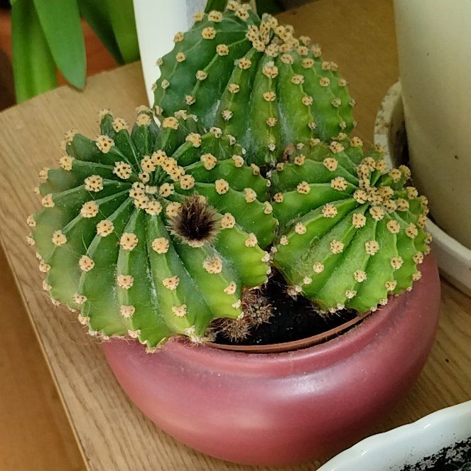 Photo of the plant species Echinopsis eyriesii by @Kristine32 named Pavasaris on Greg, the plant care app