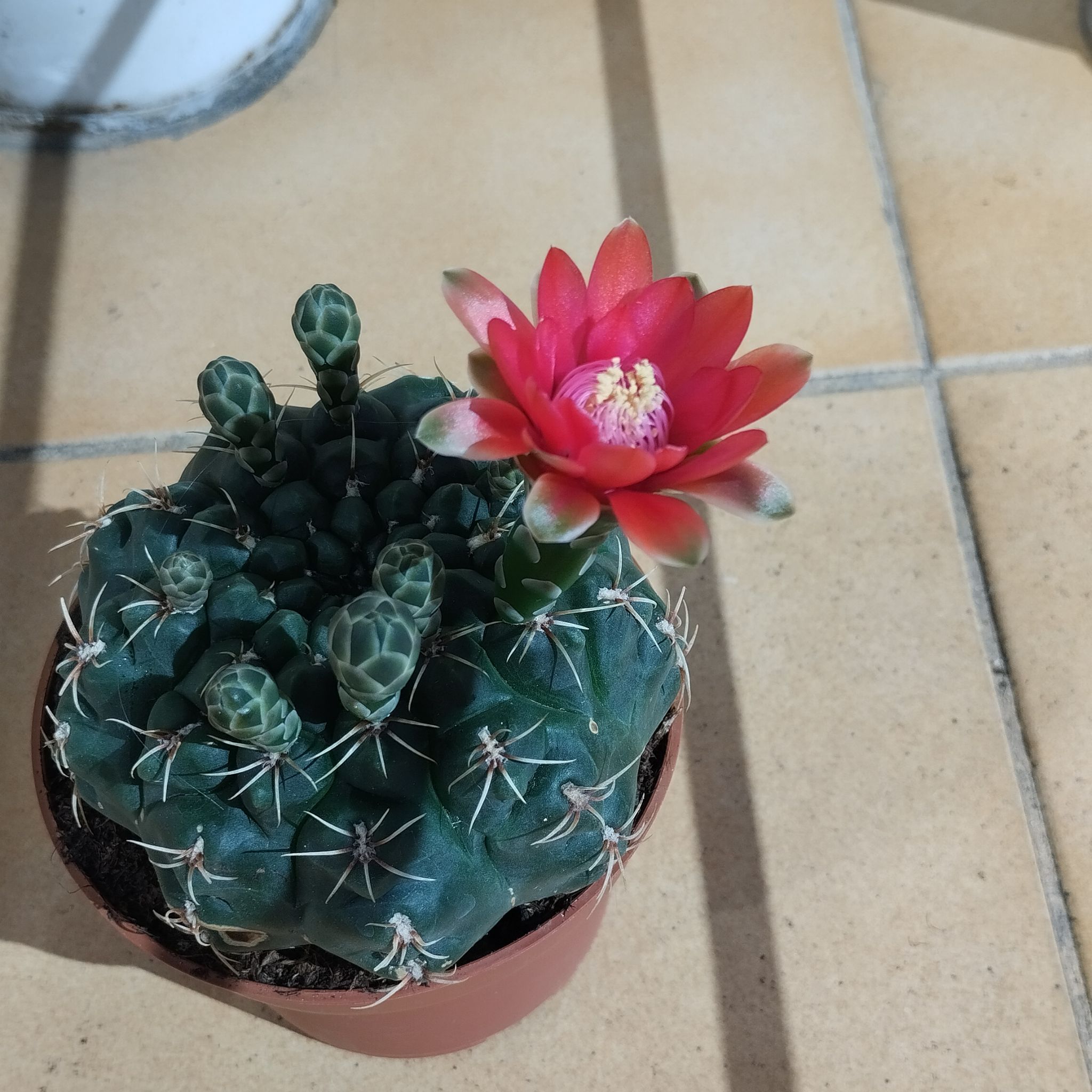 Photo of the plant species Crested Dwarf Chin Cactus by @Kristine32 named Asaka on Greg, the plant care app