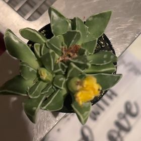 Photo of the plant species Faucaria paucidens by @RichChickpea85 named Aria on Greg, the plant care app