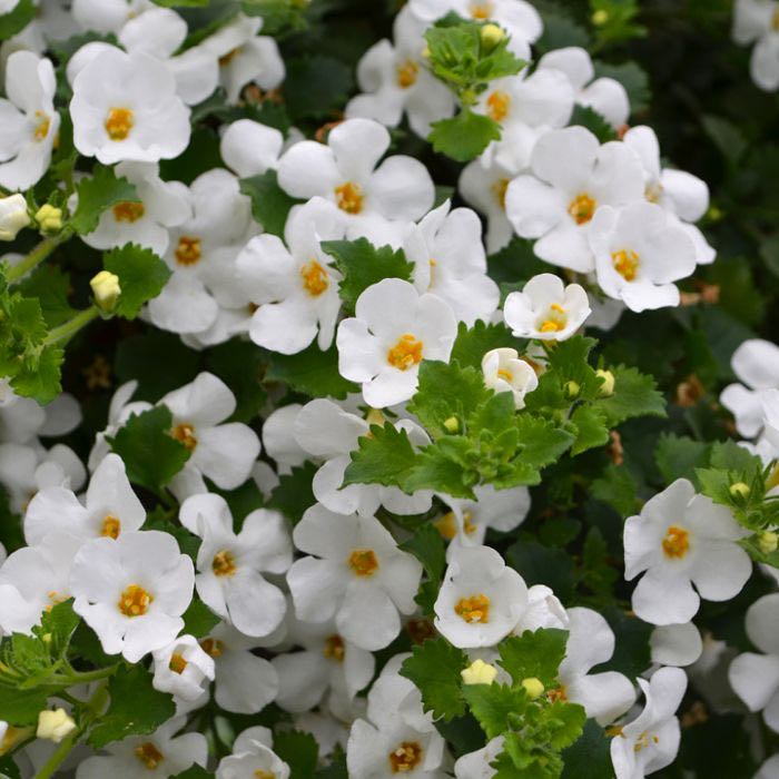 Photo of the plant species bacopa by @SageTule45 named Fernie Mercury on Greg, the plant care app