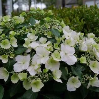 Photo of the plant species Fairytrail Bride™ Cascade Hydrangea by @SageTule45 named Gomez on Greg, the plant care app