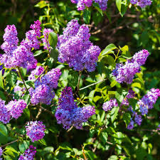Photo of the plant species Blue Mountain Lilac by @SageTule45 named McKinley on Greg, the plant care app