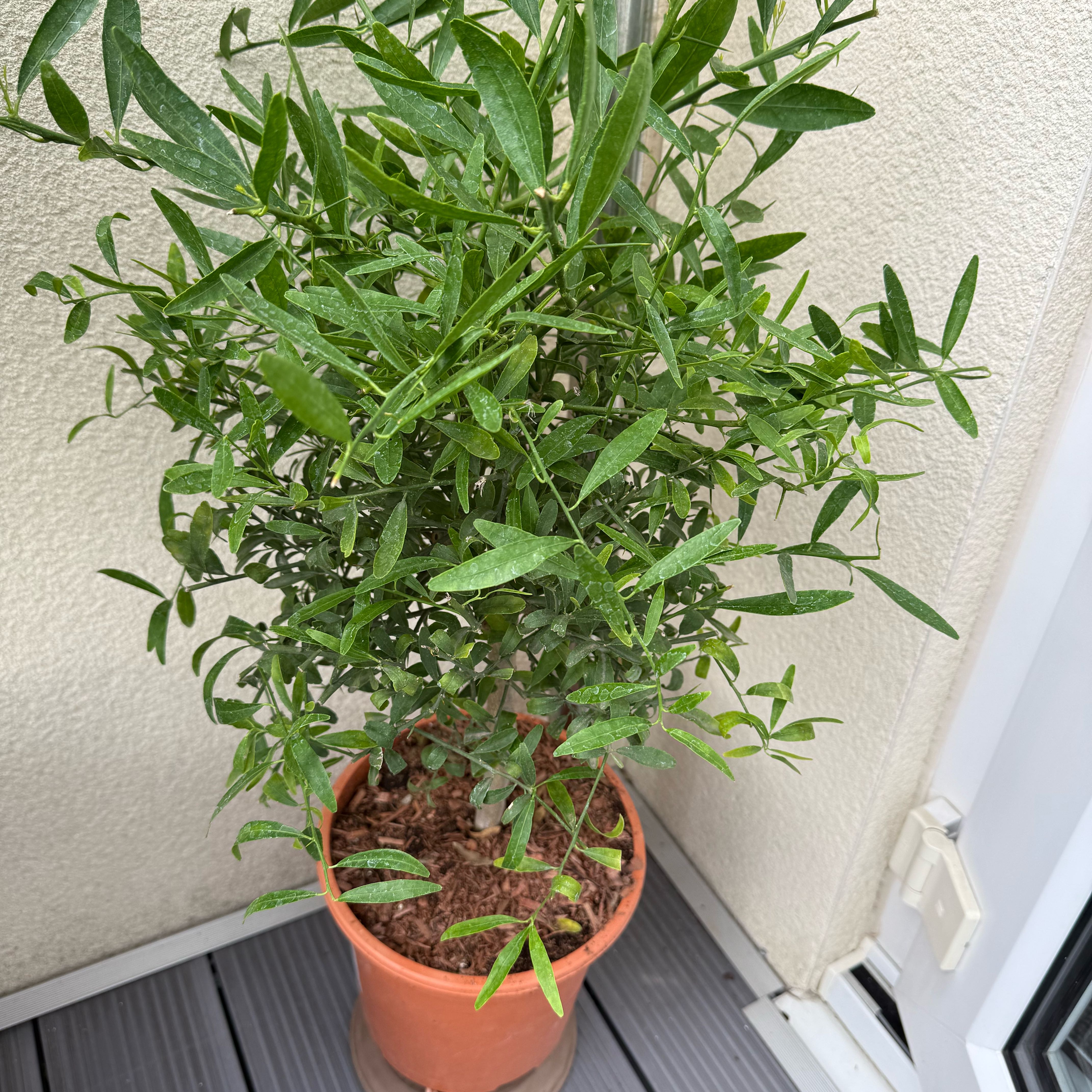 Photo of the plant species Caviar Lime by @PopularRosea13 named Aria on Greg, the plant care app