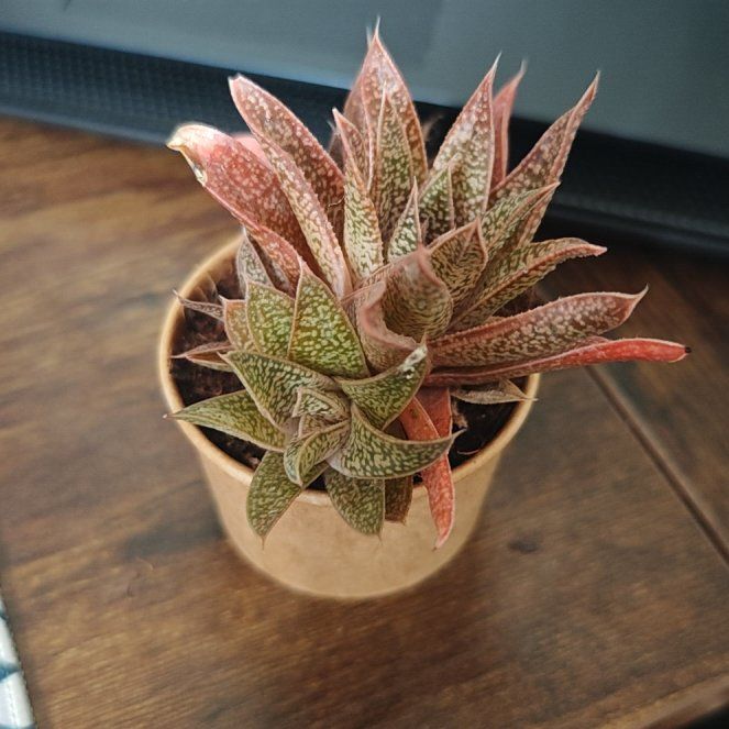 Photo of the plant species Gasteria 'Little Warty' by @BikerBrandon named Navajo on Greg, the plant care app