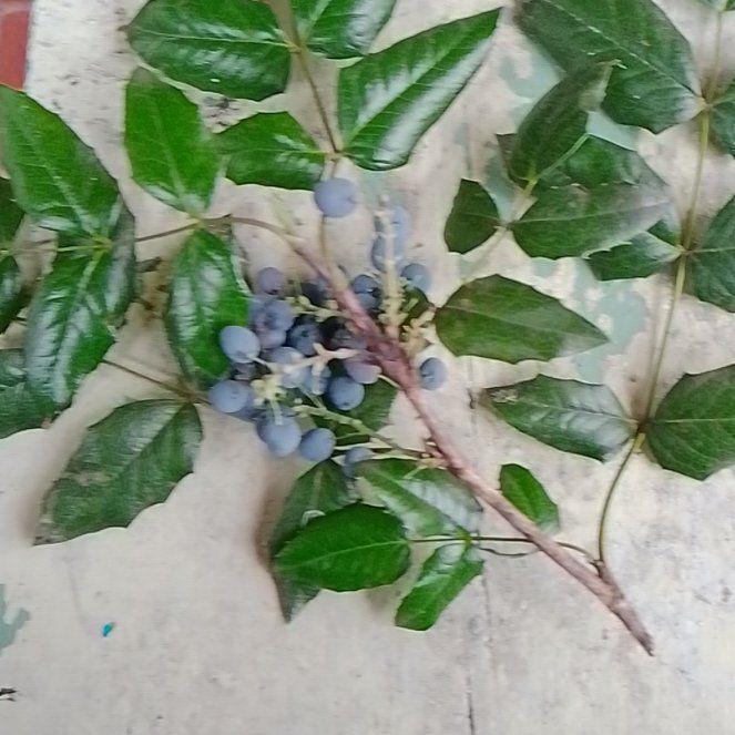 Photo of the plant species Oregon Grape by @ZappyLarkspur45 named Morgan Treeman on Greg, the plant care app