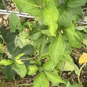 Photo of the plant species European Spindle by @GentleDropwort named Fernie Saunders on Greg, the plant care app