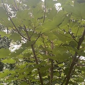 Photo of the plant species Chinese Parasol Tree by @GentleDropwort named Sonora on Greg, the plant care app