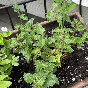 Photo of the plant species Superbena 'Peachy Keen' by @DarlingAnise named Diana on Greg, the plant care app