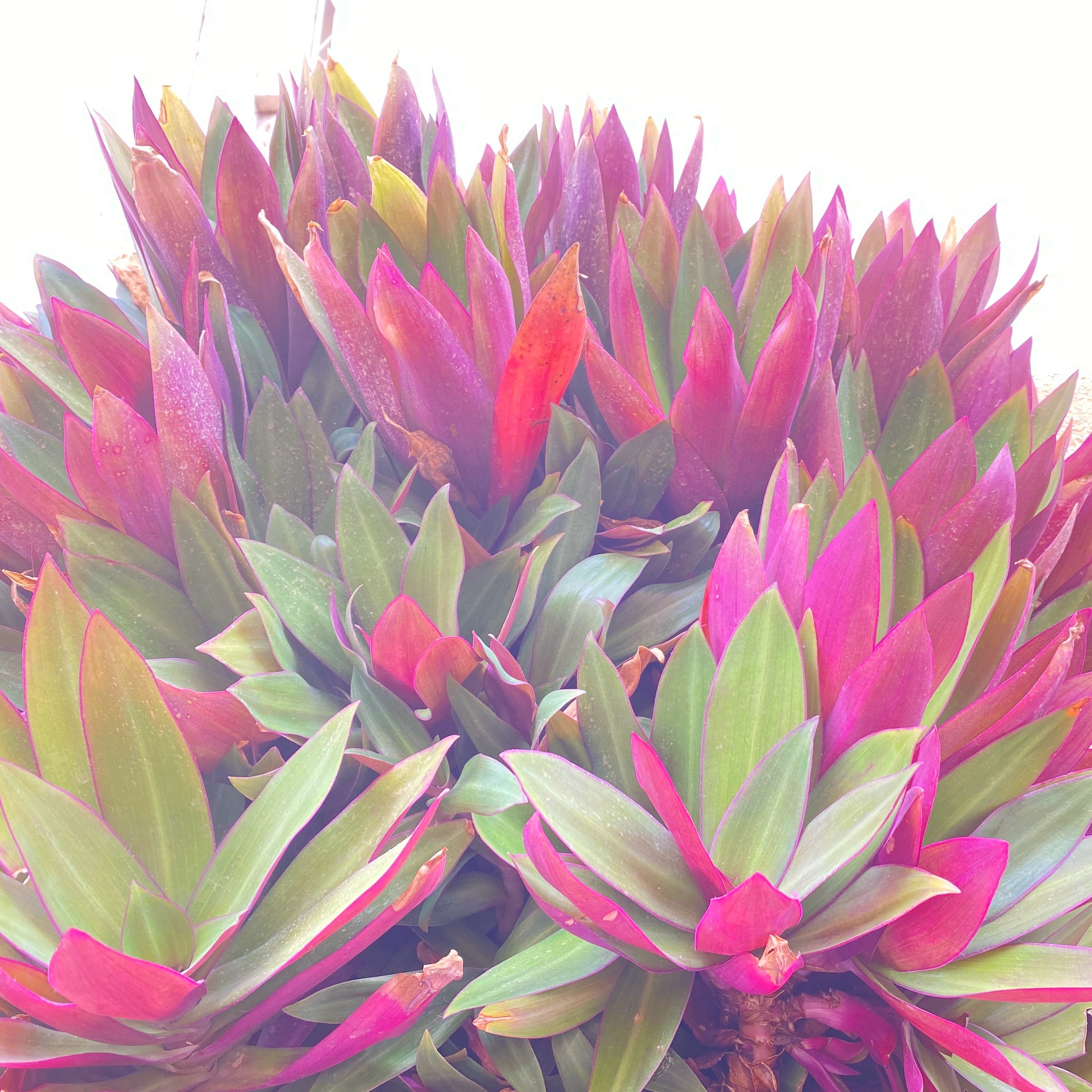 Photo of the plant species Tradescantia spathacea 'Amber Waves' by @TycoonCentro78 named Zeus on Greg, the plant care app