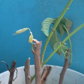 Photo of the plant species English Walnut by @PureLentil22 named Huckleberry Fern on Greg, the plant care app