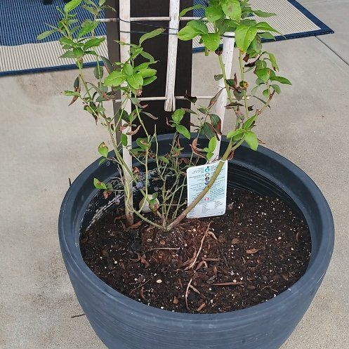 Photo of the plant species Chandler Blueberry Bush by @FineTule57 named Baesil on Greg, the plant care app