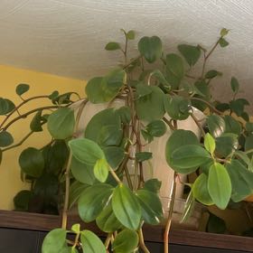 Photo of the plant species Peperomia glabella var. nudipetiolata by @Emmikins named Aria on Greg, the plant care app