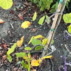 Photo of the plant species Striped Maple by @PetFern40 named Scarlett on Greg, the plant care app