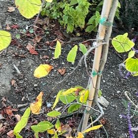 Photo of the plant species Quaking Aspen by @PetFern40 named Treeyoncé on Greg, the plant care app