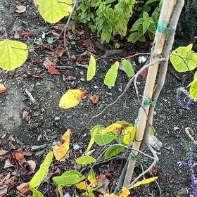 Photo of the plant species Quaking Aspen by @PetFern40 named Navajo on Greg, the plant care app