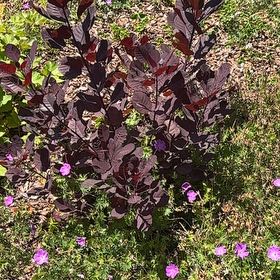 Photo of the plant species Eurasian Smoketree by @PetFern40 named Orlando Bloom on Greg, the plant care app