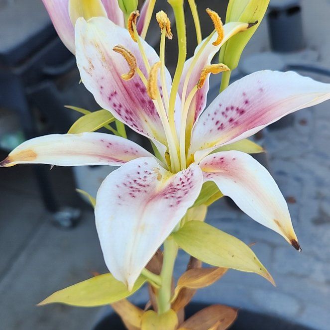 Photo of the plant species Western Red Lily by @KeenSourwood84 named Pax on Greg, the plant care app
