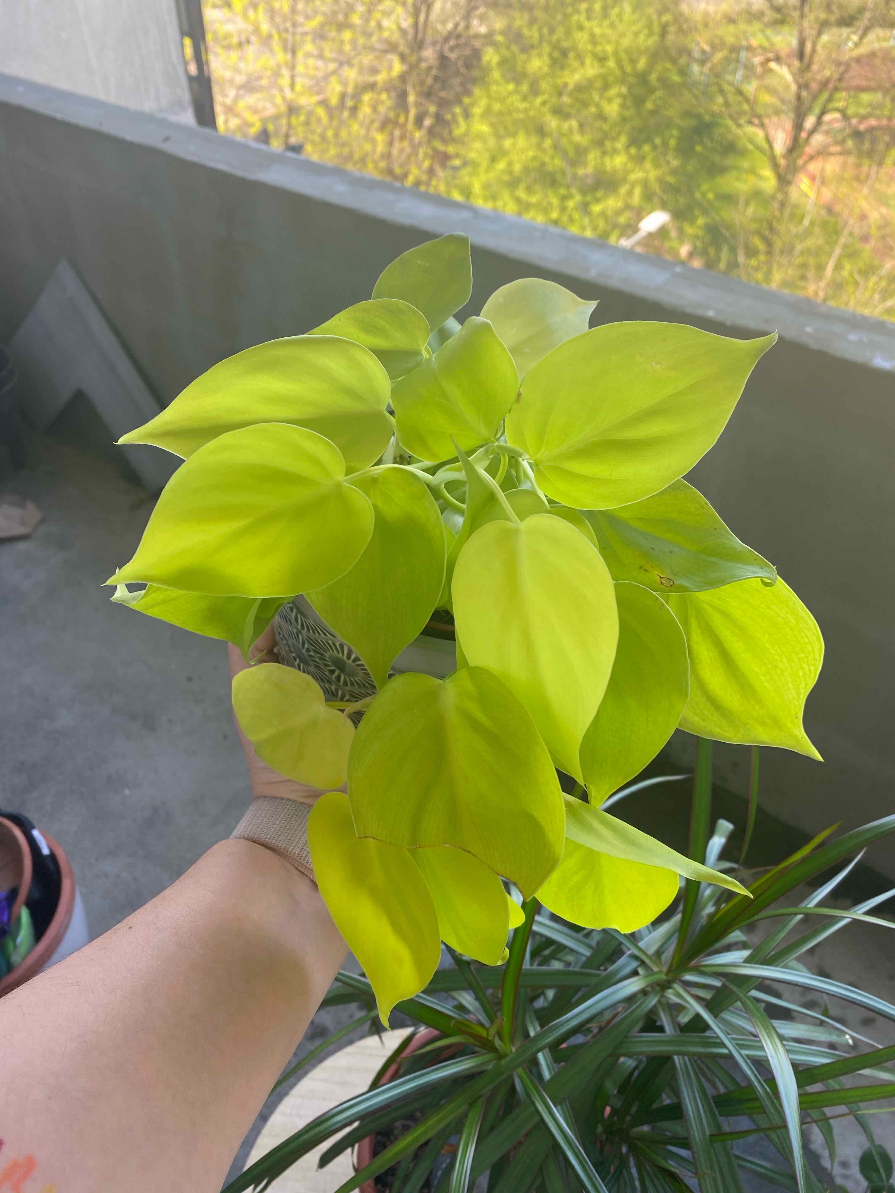 Philodendron Lemon Lime plant photo by @Dems named Shrek on Greg, the plant care app.