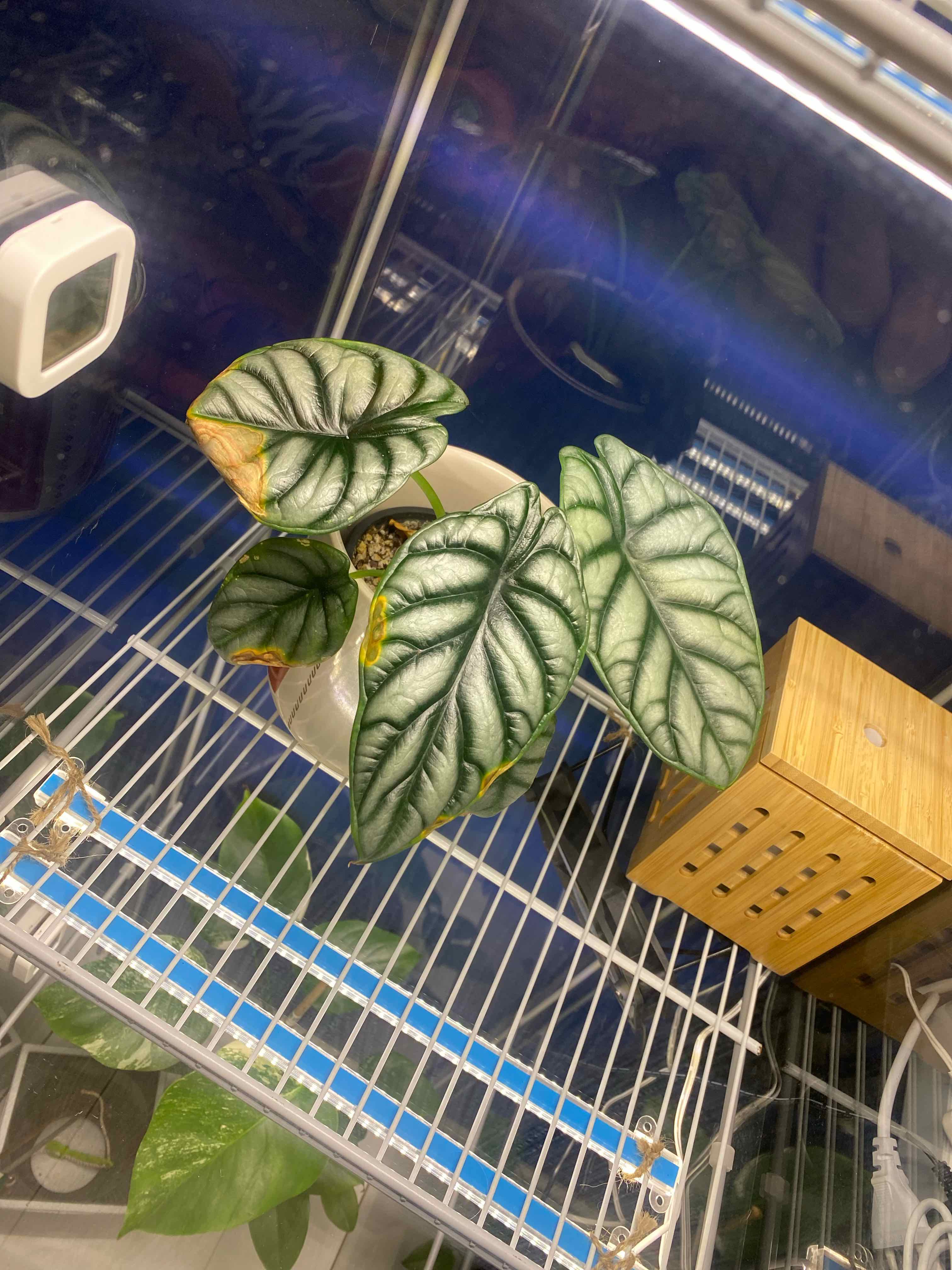 Silver Dragon plant with silver and green leaves in a controlled environment, some yellowing at edges.
