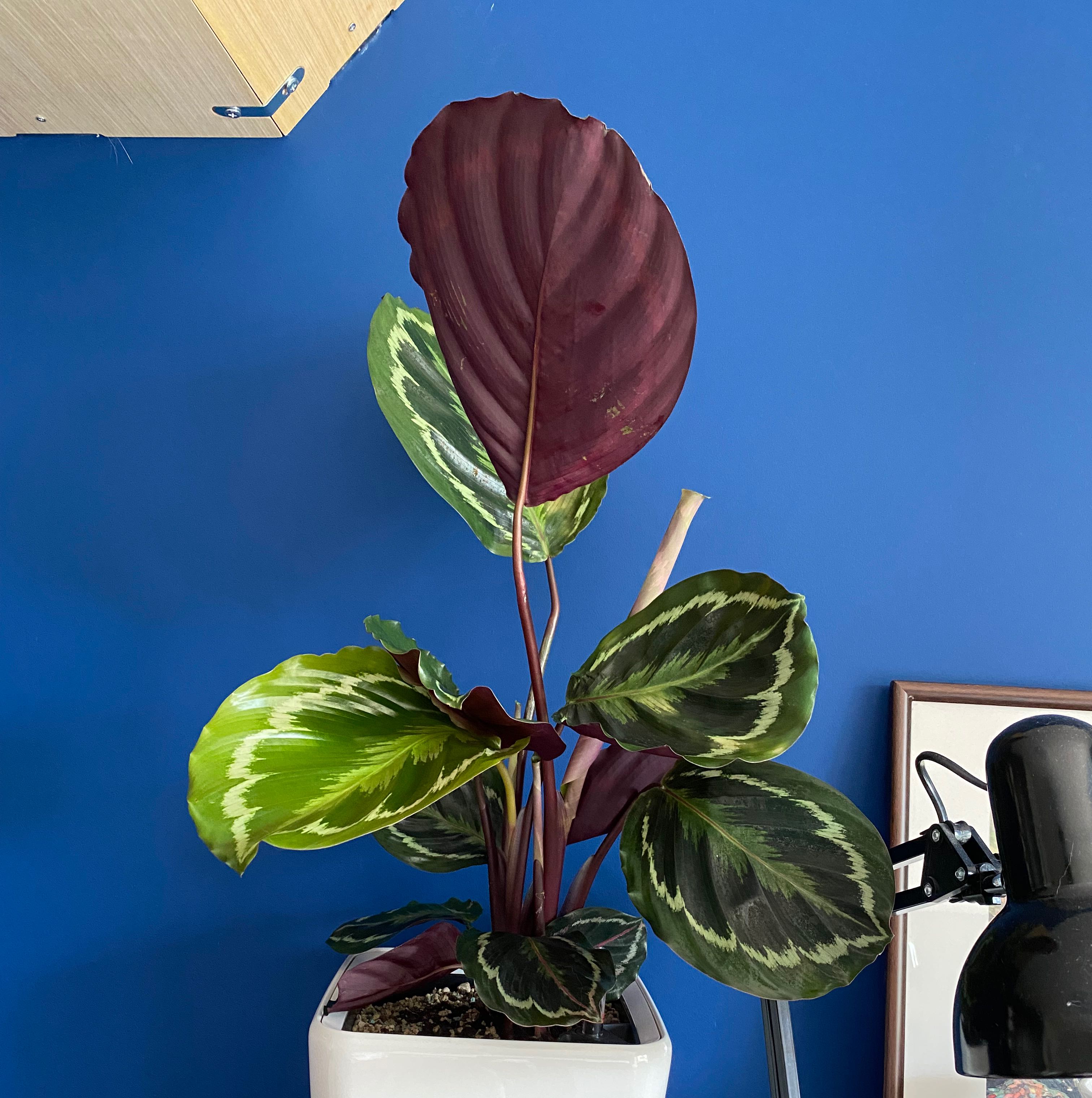 Calathea 'Medallion' plant with vibrant green and purple leaves in a white pot against a blue wall.