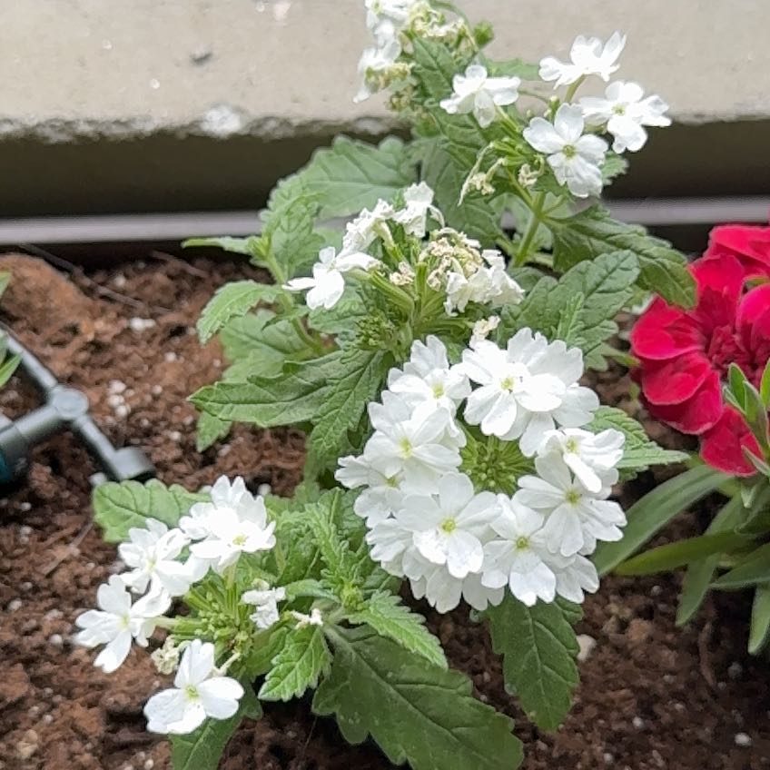Photo of the plant species Slender Vervain by @Dems named ChloroPhil on Greg, the plant care app