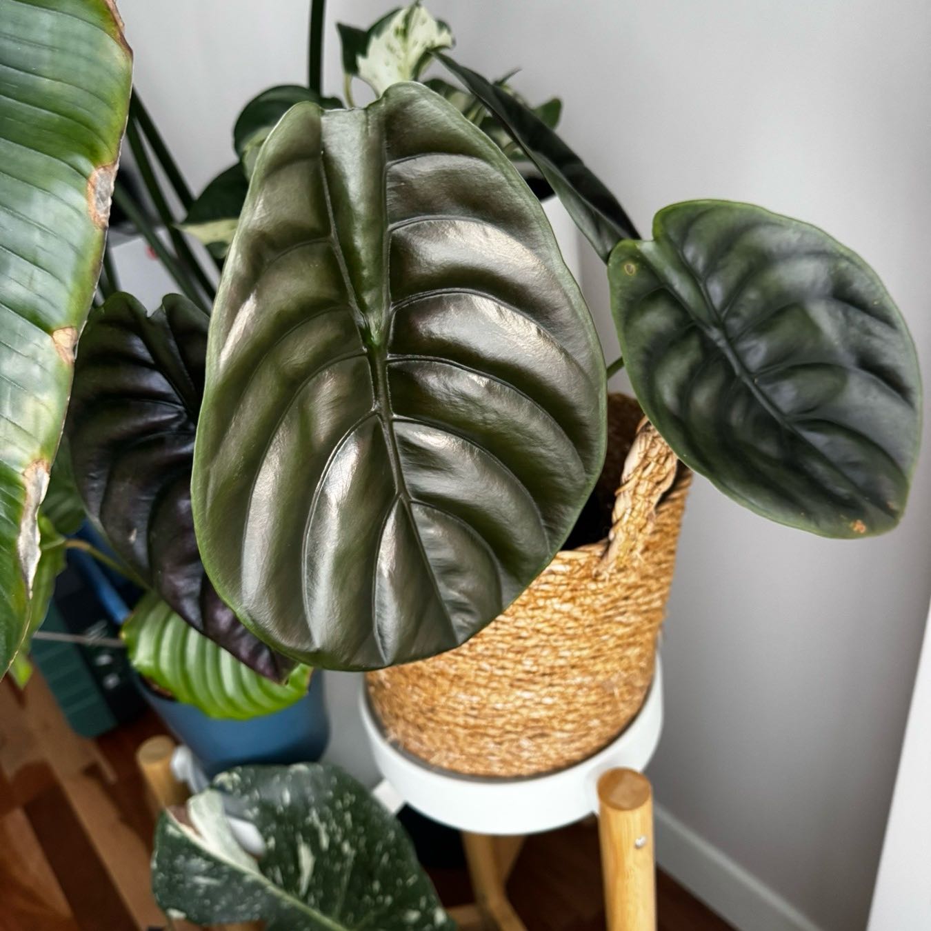 Photo of the plant species Red Secret Alocasia by @Dems named Anne on Greg, the plant care app