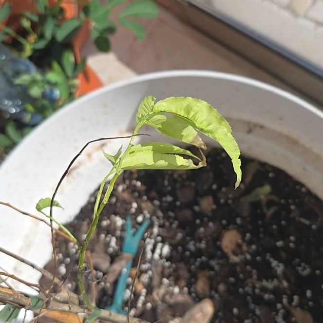 Photo of the plant species Paradise Nut by @LordBokchoi14 named Tolkien on Greg, the plant care app