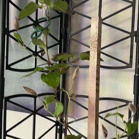 Photo of the plant species Crimson Clematis by @LightPukatea51 named Homer on Greg, the plant care app