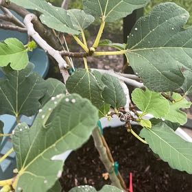 Photo of the plant species Brown Turkey Fig by @ZealMint79 named Orwell on Greg, the plant care app