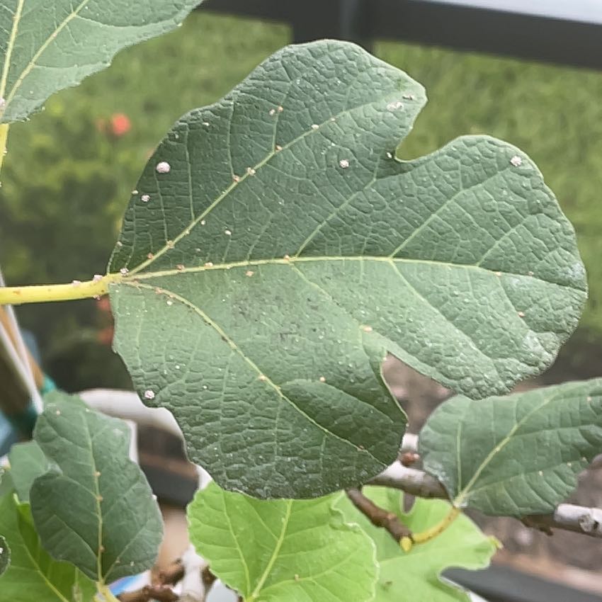 Photo of the plant species Brown Turkey Fig by @ZealMint79 named Kobe on Greg, the plant care app