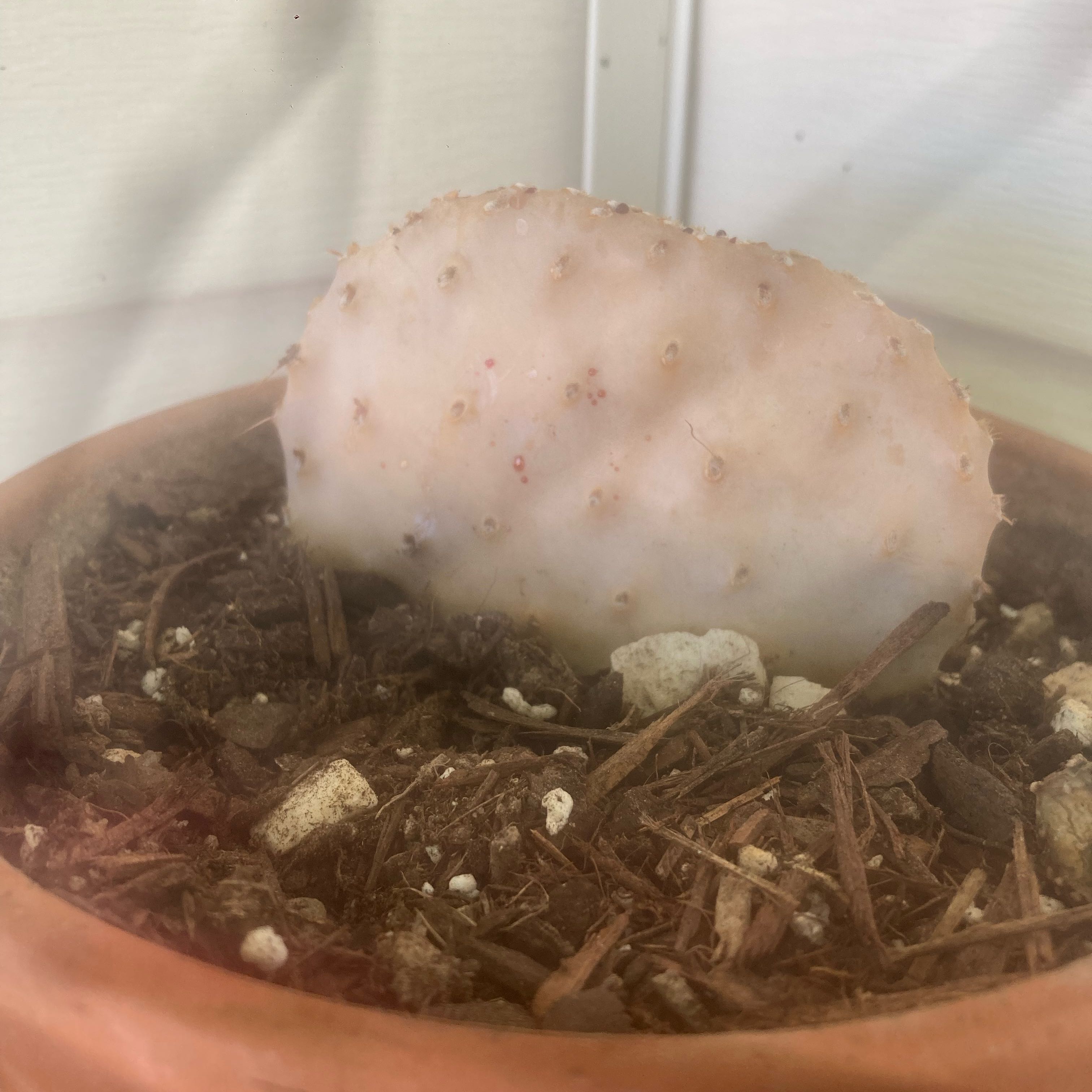 Photo of the plant species Santa Rita Prickly Pear 'Album' by @EarthyBalsam72 named Mari on Greg, the plant care app