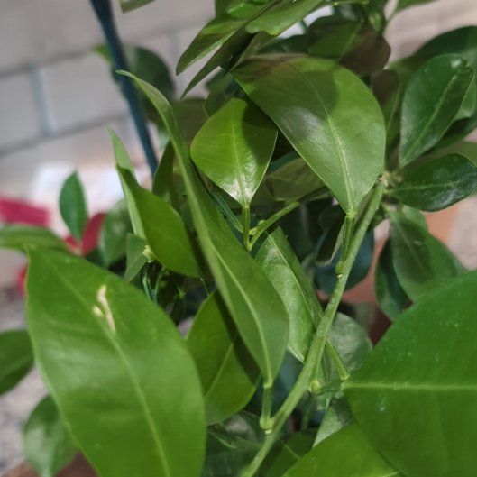 Photo of the plant species Calamondin by @TirelessChaya47 named Nemo on Greg, the plant care app
