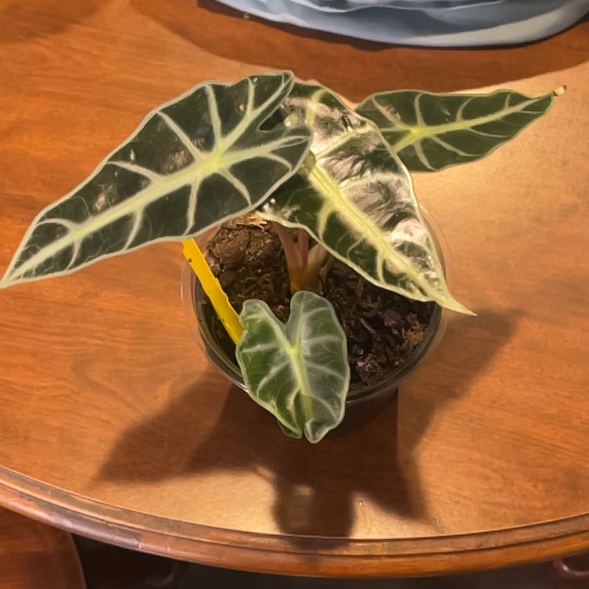 Photo of the plant species Elephant Ear by @HeirMakura61 named Austen on Greg, the plant care app